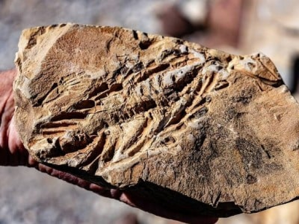 Ավստրալիայում իխտիոզավրի գանգոսկր է հայտնաբերվել